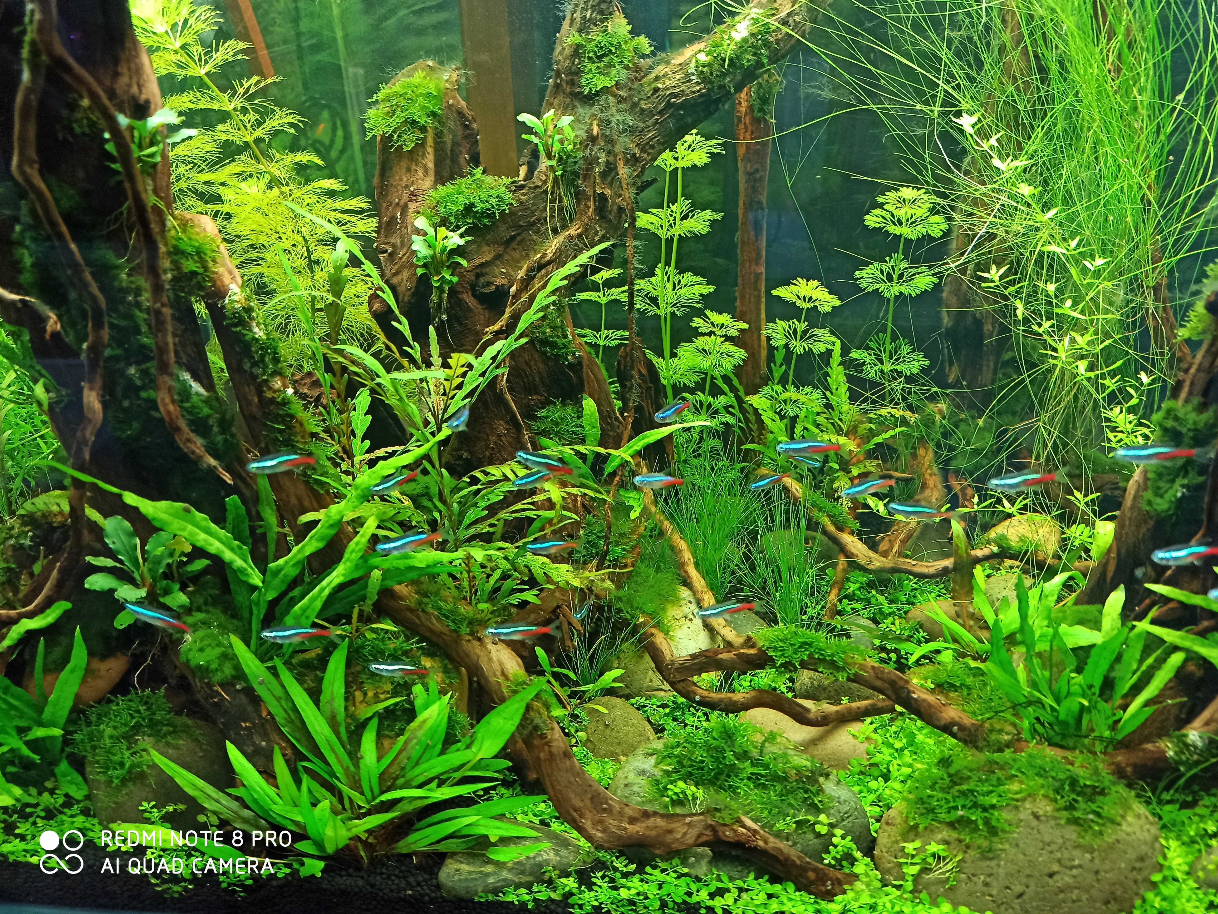 养观赏鱼哪方面最费钱,观赏鱼养哪种最省钱