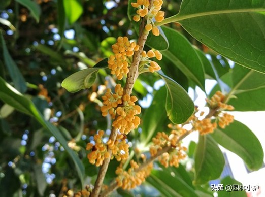 桂花的十大排名,桂花哪个品种最好最名贵