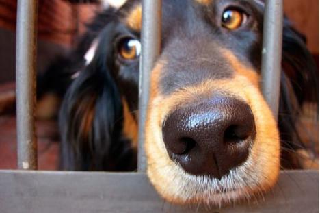 狗狗吃什么能变成黑鼻头,狗狗的黑鼻头变白是什么原因