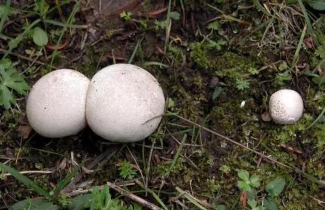 动物与植物有哪些成语故事,哪些成语与植物行为有关