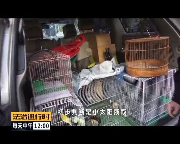 严厉打击非法捕猎候鸟,内蒙大兴安岭非法捕猎候鸟