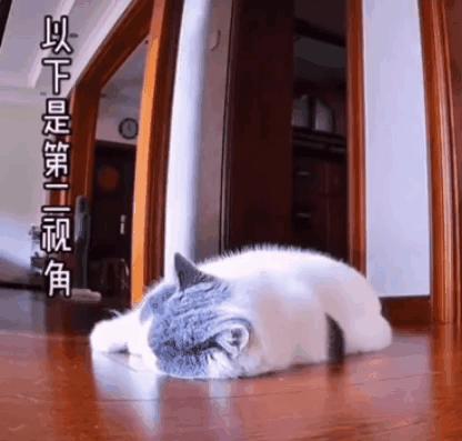 “因为一句话，我家猫在监控前守了一夜，彻夜未眠”