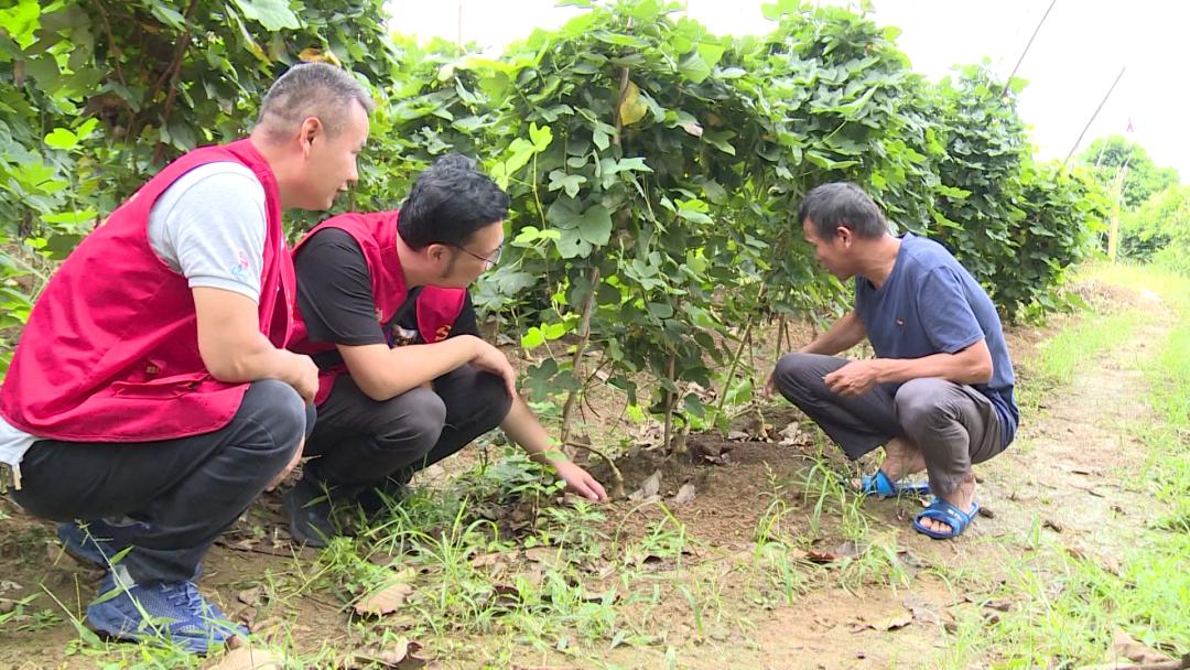 【阳朔人阳朔事】村里的“大个子”书记,乡亲们的好“亲戚”