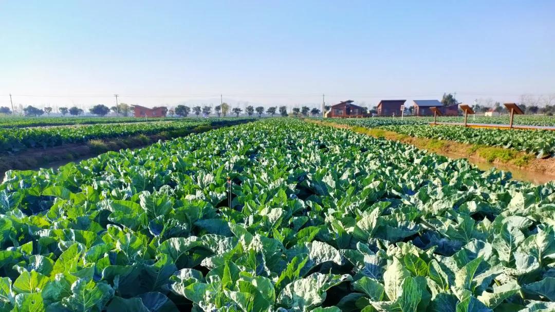 “你是不是给老天爷打电话了!”信息技术让农业“聪明”起来