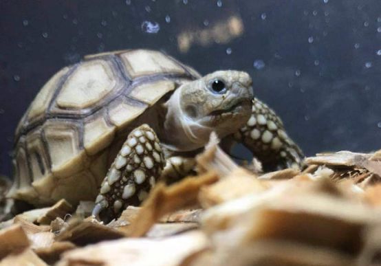 新手养普通小陆龟怎么喂养,小陆龟可以深水养吗