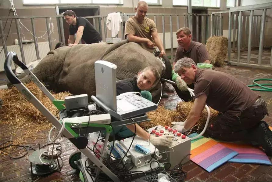 当世界剩下两只猫,当世界只剩两个人