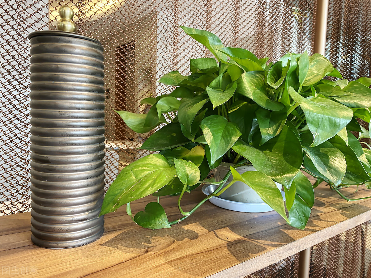 绿萝开始有黄叶了怎么处理,绿萝老黄叶怎么养