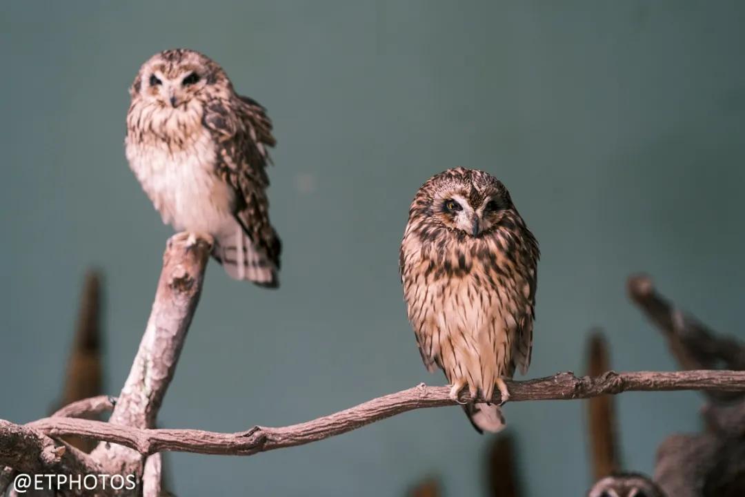 万元左右相机是选单反还是微单,万元以内适合拍妹子的微单