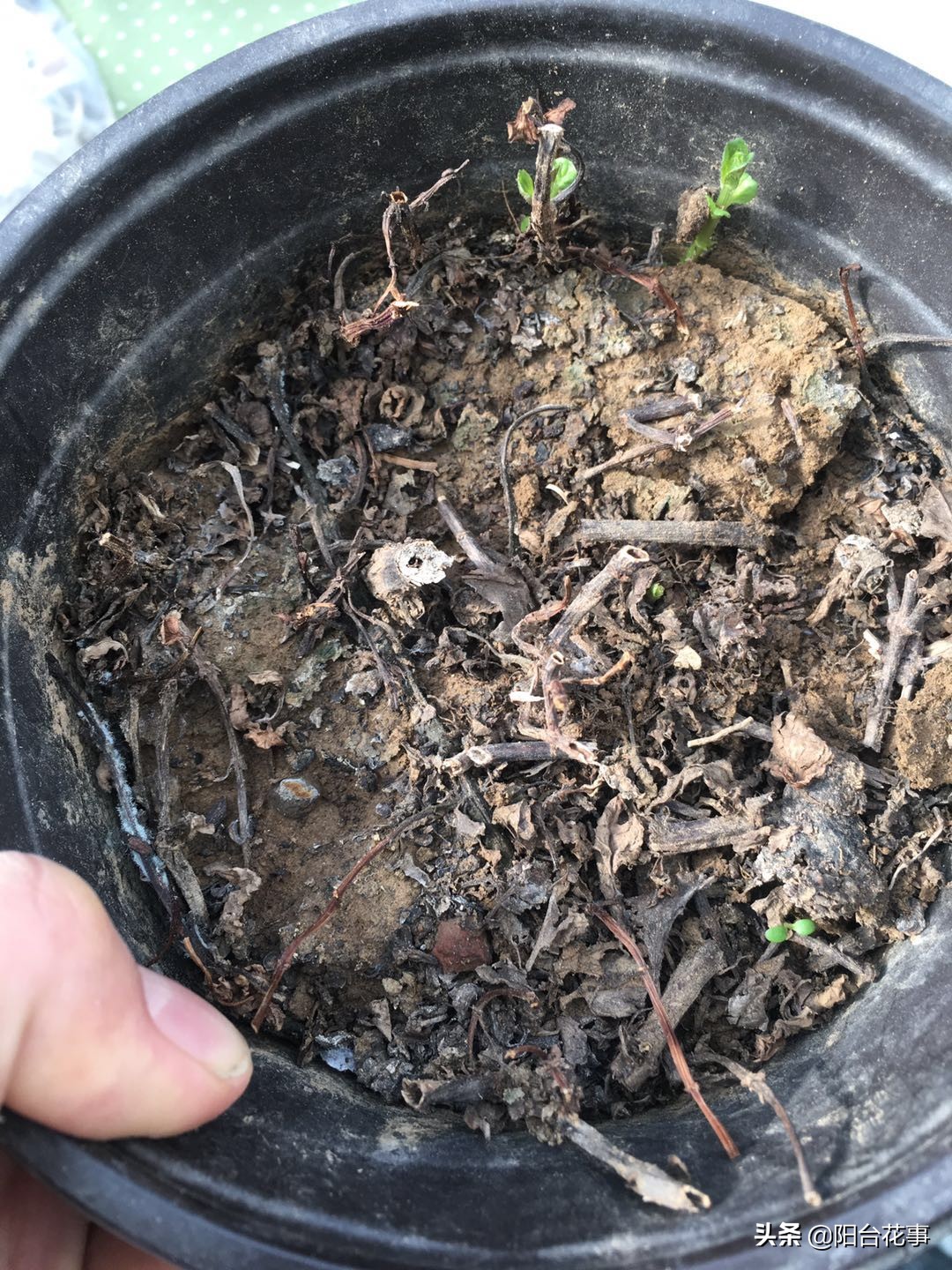 薄荷盆栽枯萎了怎么救,干枯的薄荷盆栽能活吗