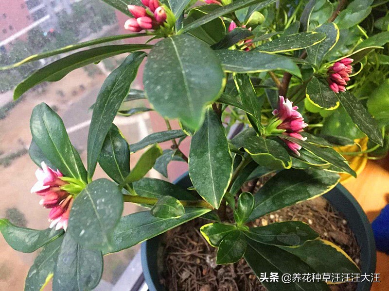 金边瑞香叶子干枯怎么剪枝,金边瑞香叶子耷拉怎么办呢