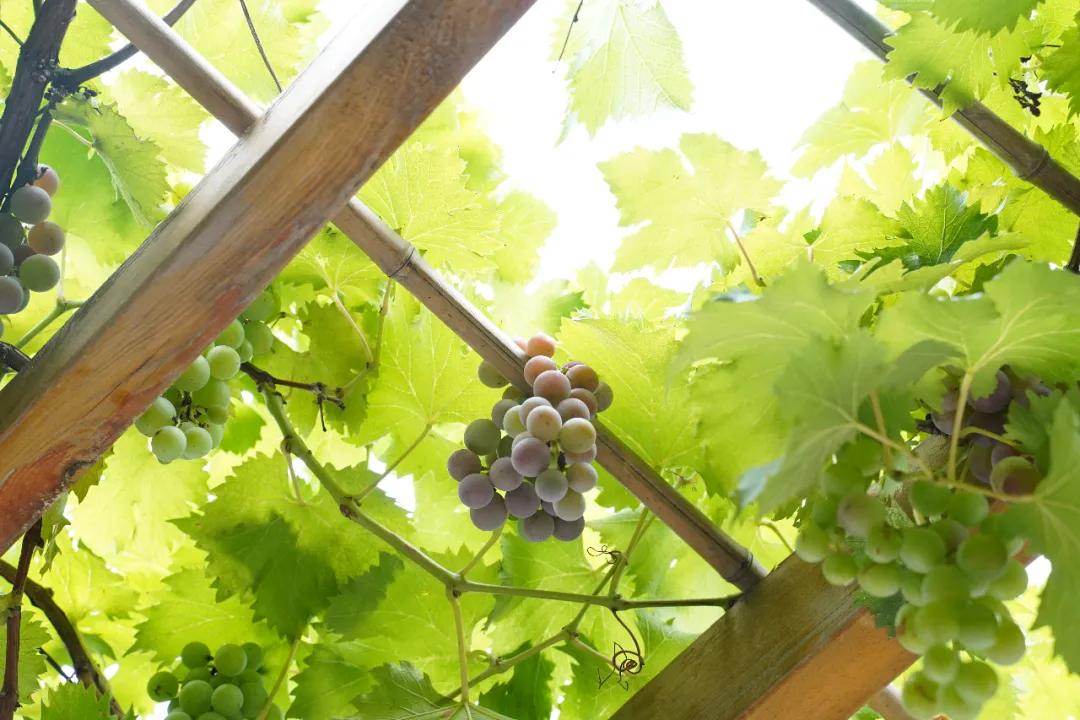 鏍″洯閲岀殑钁¤悇,瀛︽牎閲岀殑钁¤悇鐔熶簡