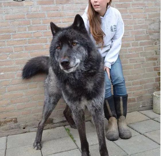 各国猛犬品种排名,各国品种猛犬