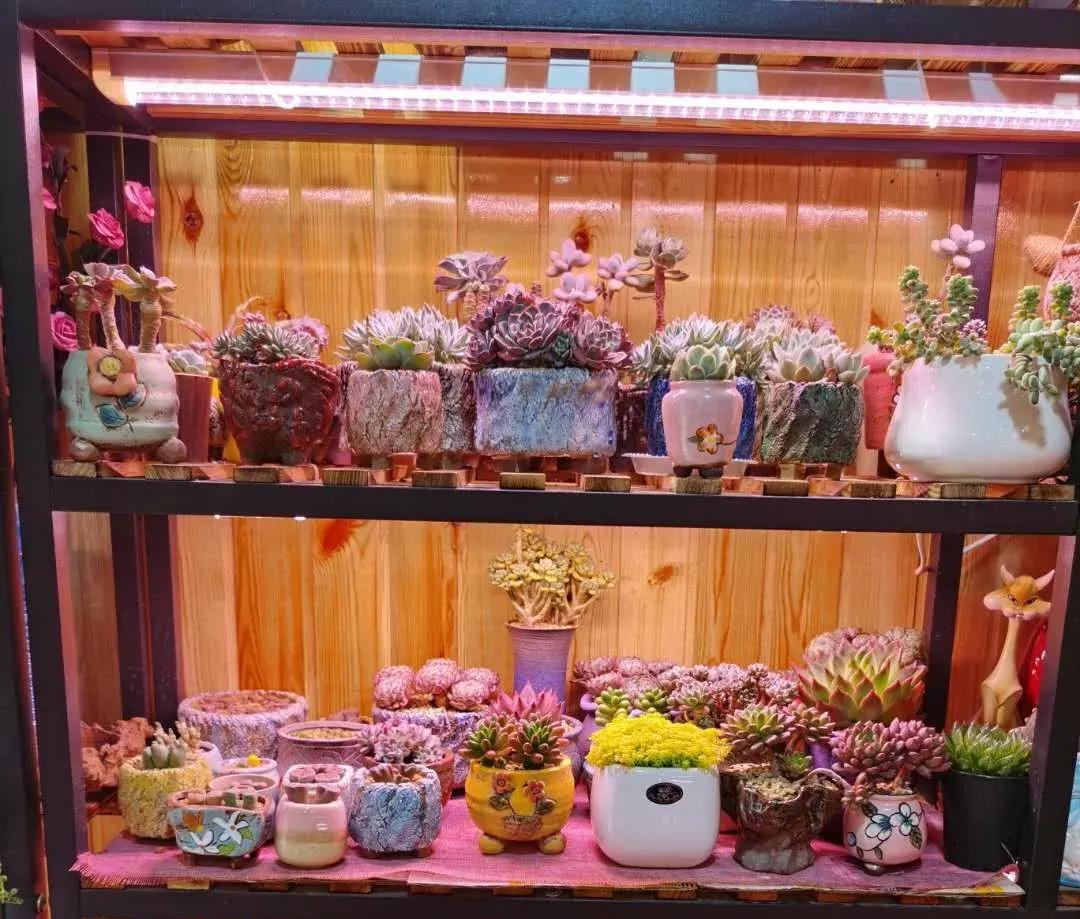 多肉补光灯的使用方法,多肉补光灯怎么串联到一个插座上