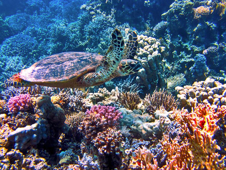 菲律宾薄荷岛宿务旅游攻略,菲律宾宿务杜马盖地旅游攻略