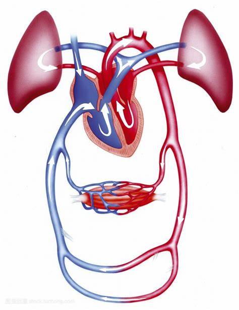 警惕总是犯困或是大病的症状,嗜睡是心脏病的征兆吗