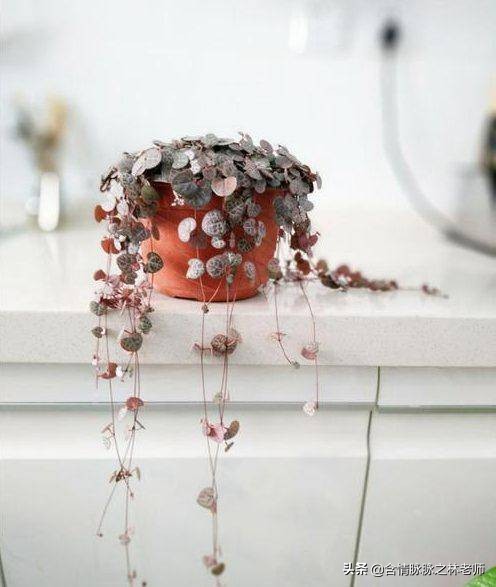 室内三种最旺家庭养植物,家居绿植哪些不适宜养