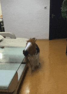 搞笑gif图妹子你这智商真是堪忧啊,妹子超搞笑gif