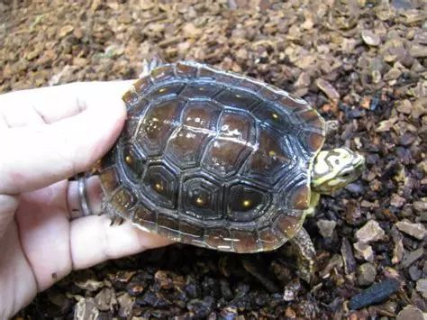 卢比达山龟介绍,卢比达山龟保护级别