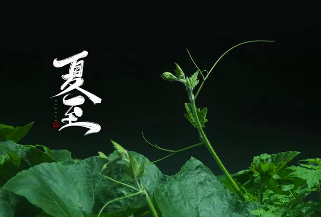 夏至夫妻各自歇什么意思,夏至有什么和什么习俗