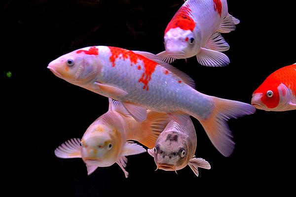 锦鲤鱼饲料哪几种好,锦鲤鱼饲料怎么选择最好