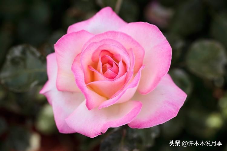 20款大花浓香的月季,好看好养四季开花的月季