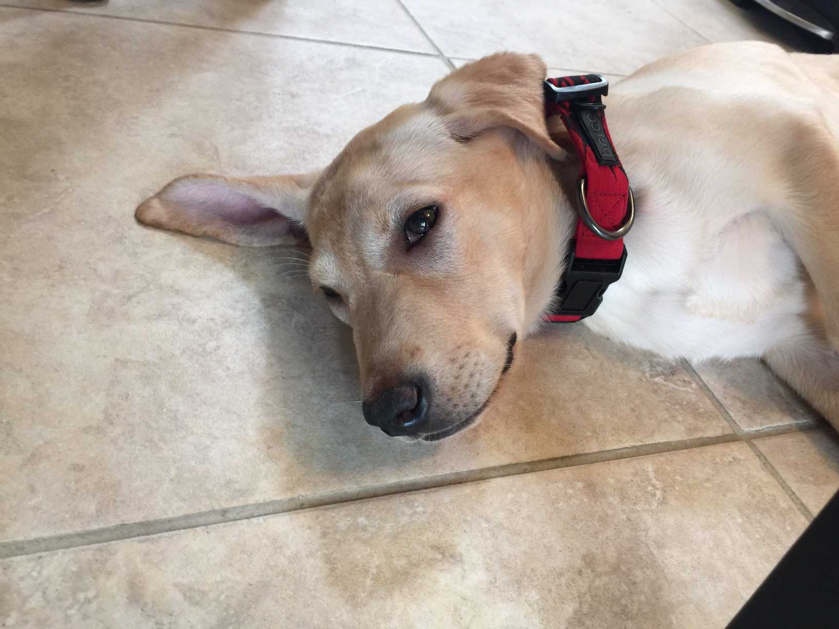 狗狗一直拉肚子呕吐该怎么做,狗狗乱吃东西拉稀拉血怎么办