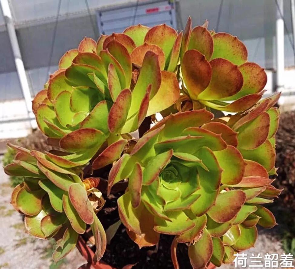 多肉法师韶羞现在能摘心吗,多肉法师欧紫跟韶羞的对比图