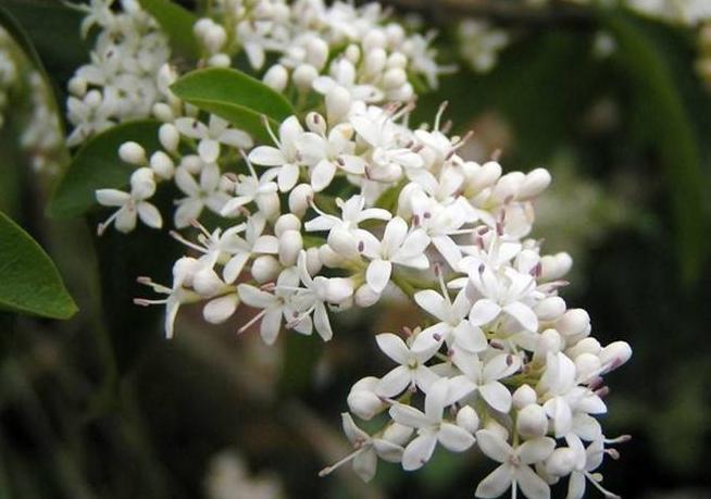 驱蚊虫最好的2种花,家里养什么花蚊子最怕