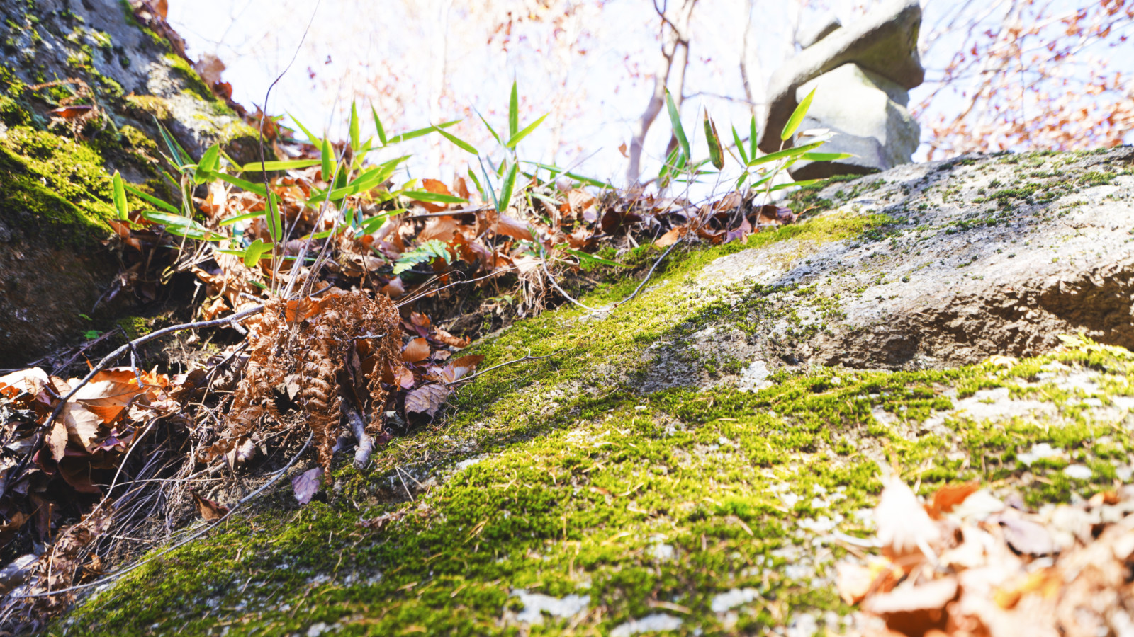 哇，人参随便挖！韩国还能这么玩