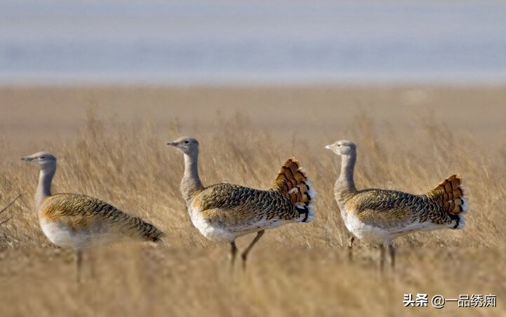 鸟类名字生僻字,带有鸟字的生僻字