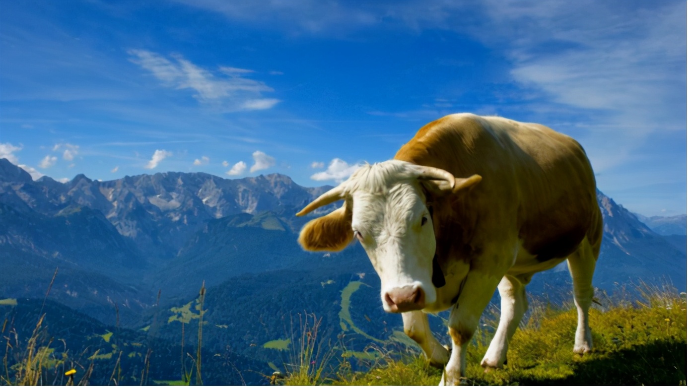 从野性的牛到好运的牛，十二生肖的老二，“牛设”是怎么立起立的