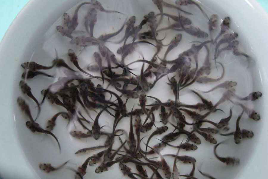 美味的鲟鱼怎么养殖，保持干净的水质，根据体重合理投喂