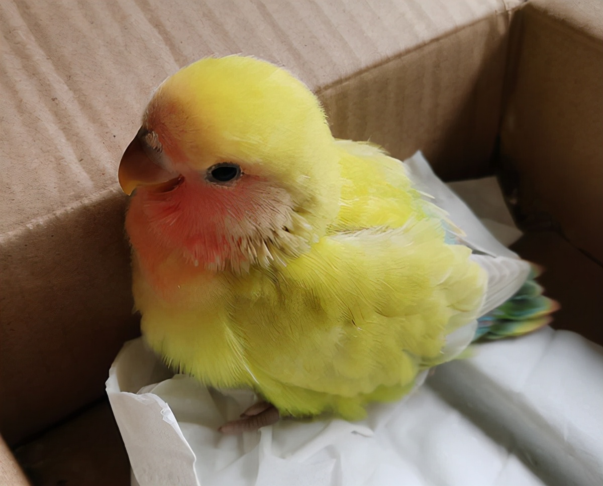 有多少快乐就有多少忧伤女声版,有多少快乐就有多少悲伤简谱