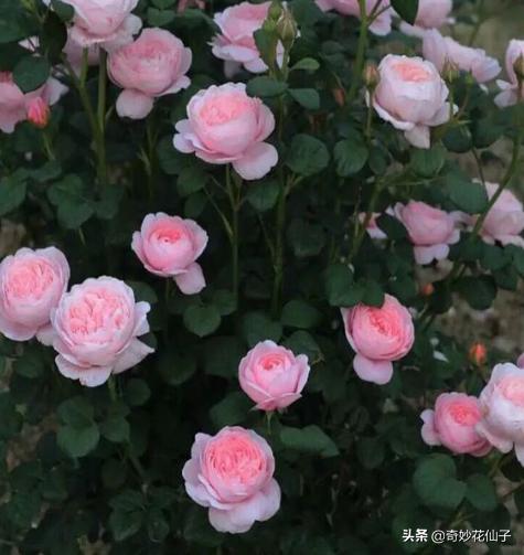 给大家推荐几款皮实好养的月季,好养不生病的月季有哪些品种