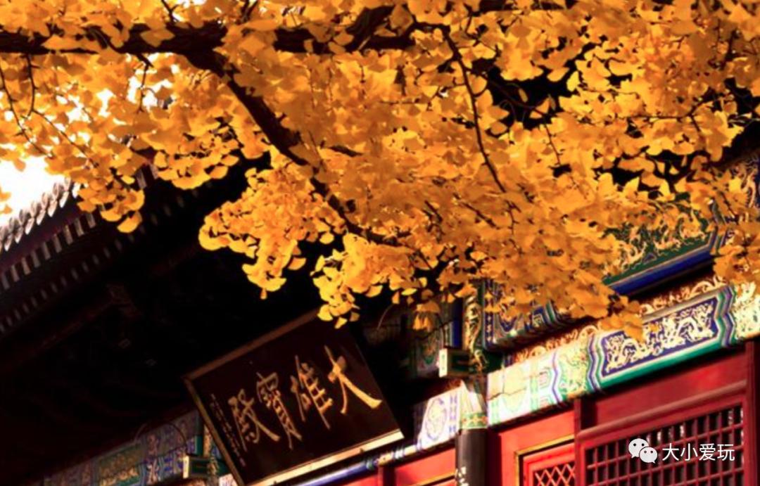 北京红螺寺银杏最佳观赏时间,北京赏银杏景区有哪些