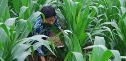 老乡收了几千斤玉米,老乡收玉米