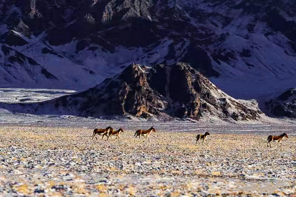 巴音布鲁克镇冬天的生活,巴音郭楞自治州和静县冬天