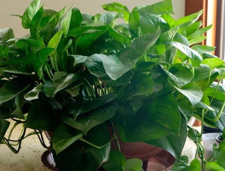 绿萝最爱喝的四种水喝完长得贼快,绿萝喝了这种水疯长