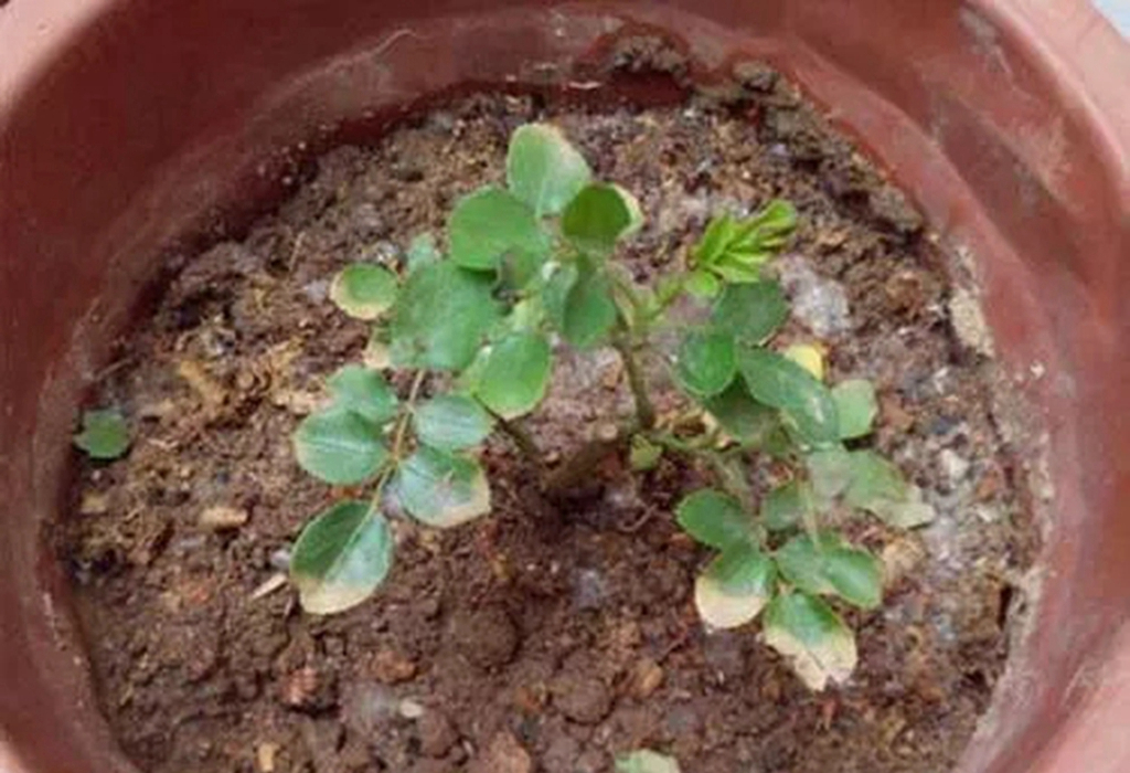 月季肥伤的补救方法,月季肥害后多久才能施肥