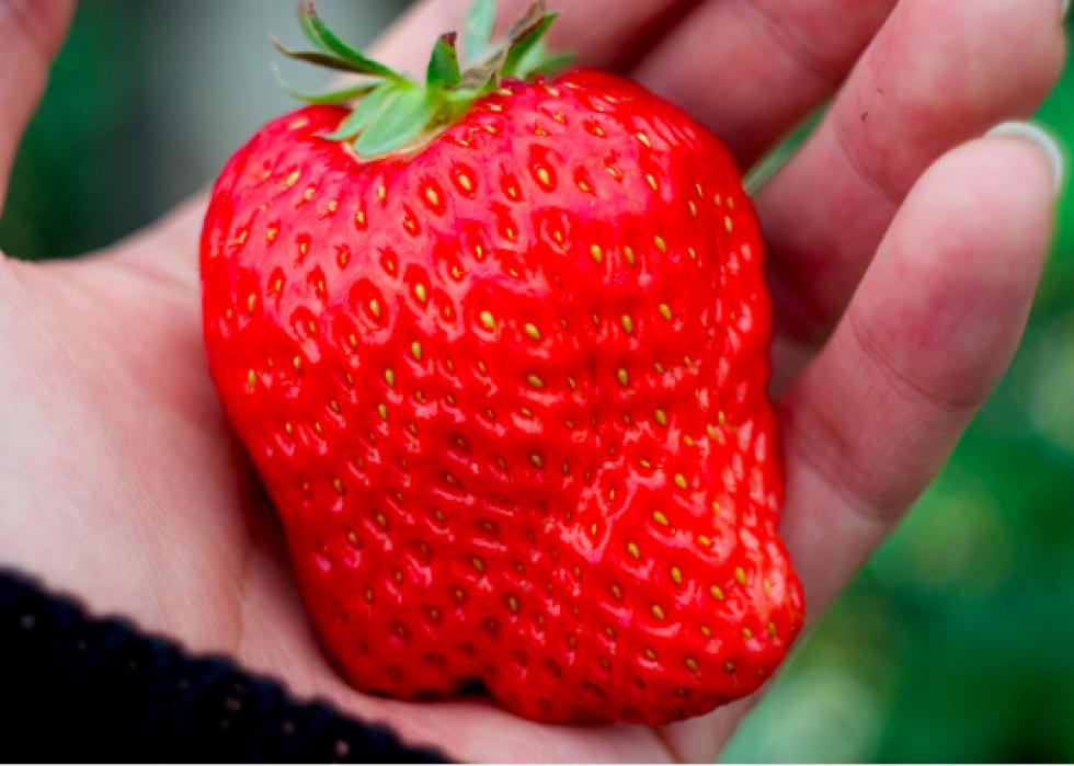 世界上最贵的水果前20种,世界最贵的水果是哪六种