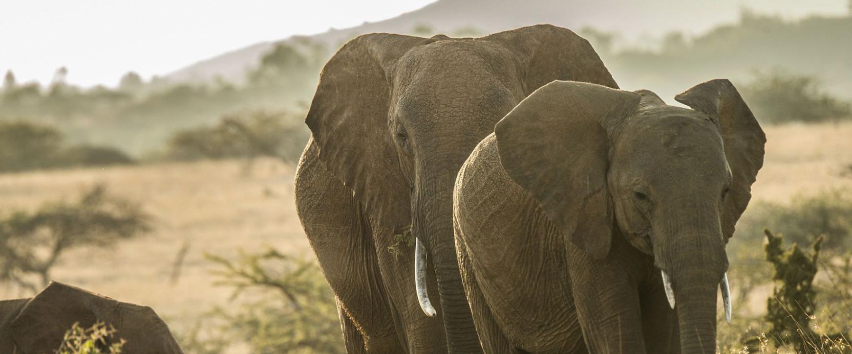 世界大象日|关于非洲象你应该了解的一些事实