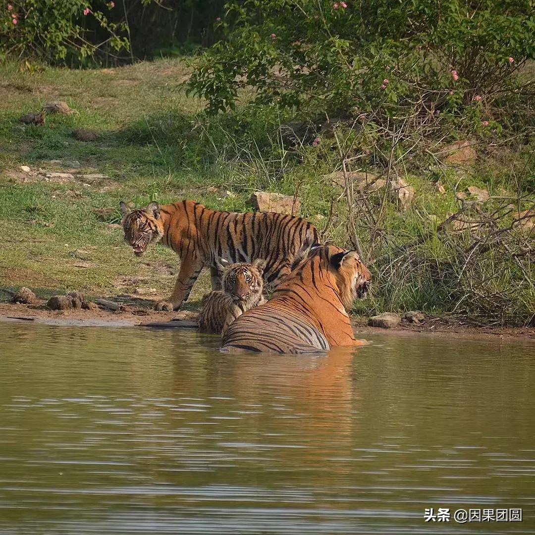 虎王拉贾孩子,虎王拉贾儿子怎么死的