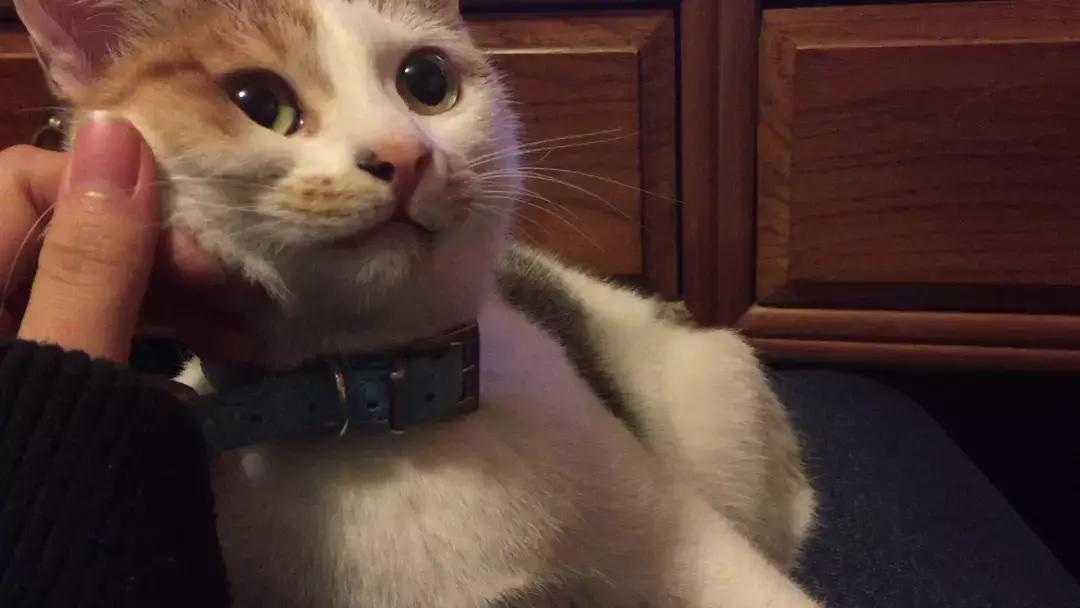 猫咪为躲吸猫人群藏在角落，店员将其拖出后，猫脸上满是不情愿！