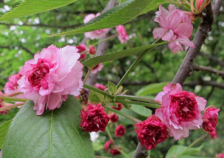 一年一度的樱花大赏,一年一度赏樱花季节又到了