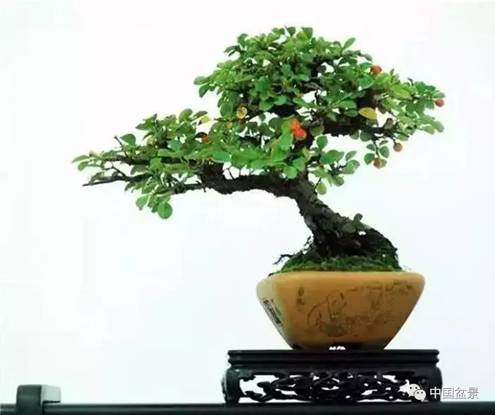 盆景植物最好养的,好养易活的盆景植物有哪些