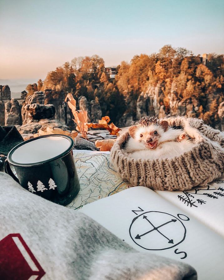 又想骗我养宠物！这只小刺猬笑起来也太太太太太太治愈了吧