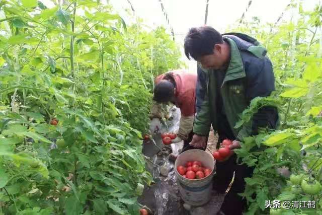 农村末来最有希望的行业有哪些,未来农村前景最好的十个行业