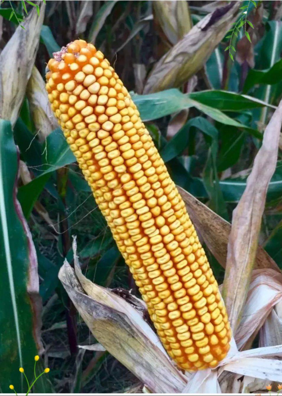 棒大、早熟、强抗倒，农民拿着袋子找，这个玉米品种在河南火了