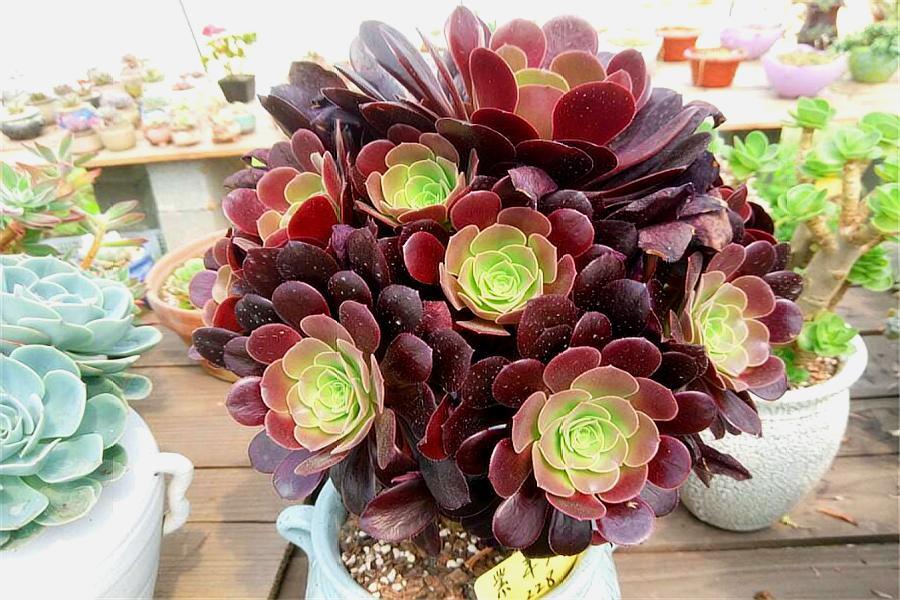 多肉紫馨如何养护,多肉紫羊绒用什么土