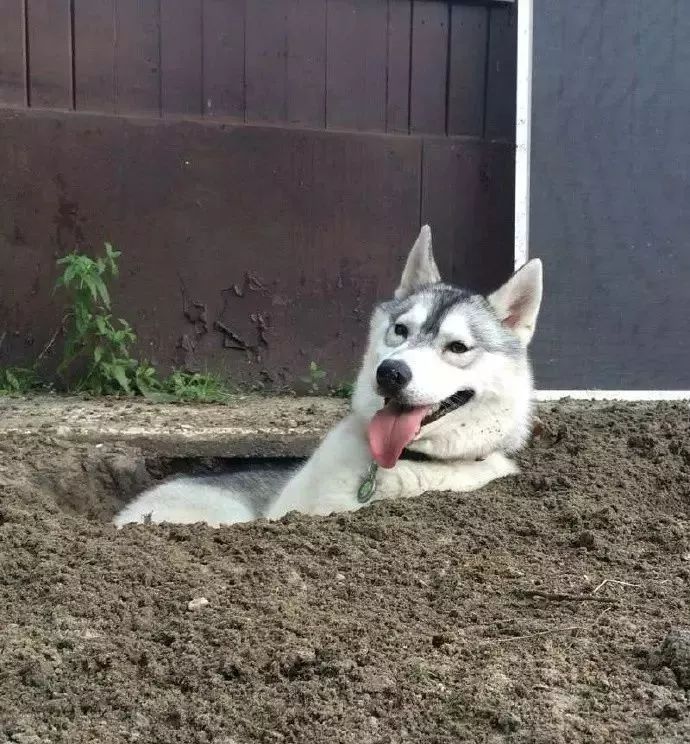刨土刨水刨坑刨沙发，对于一只寂寞的狗子而言，万物皆可刨
